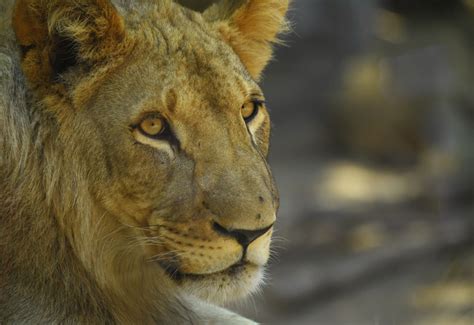 2 lions born at Denver Zoo will be transferred to other zoos in effort to save species